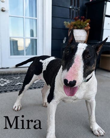 Mira
