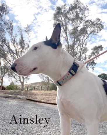 Ainsley