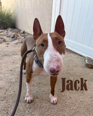 Jack