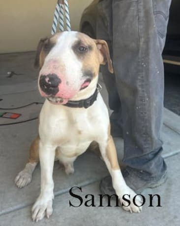 Samson