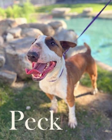 Peck