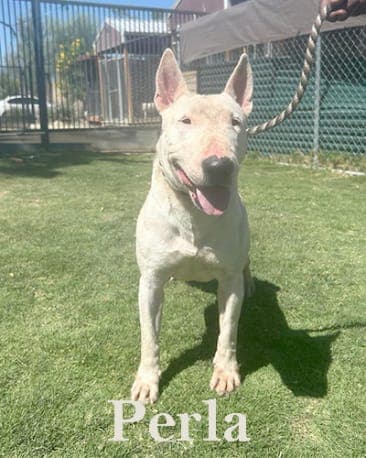Perla