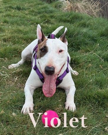 Violet