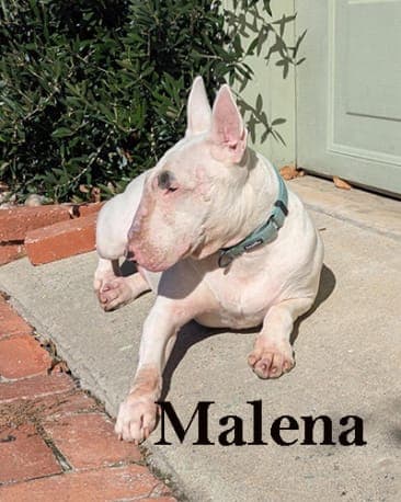 Malena