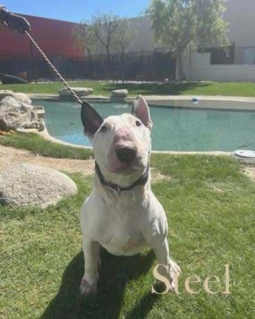 Steel, a Bull Terrier available for adoption