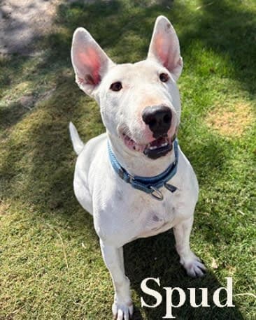 Spud, a Bull Terrier available for adoption