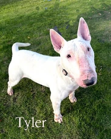 Tyler
