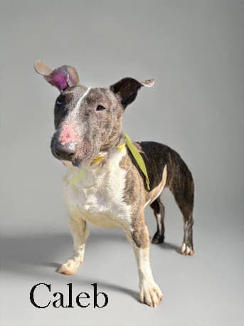 Caleb, a Bull Terrier available for adoption