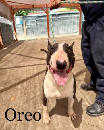 Oreo, a Bull Terrier available for adoption through California Paws Rescue