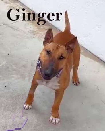 Ginger -mini bull terrier, a Bull Terrier available for adoption through California Paws Rescue