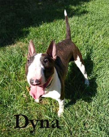 Dyna, a Bull Terrier available for adoption