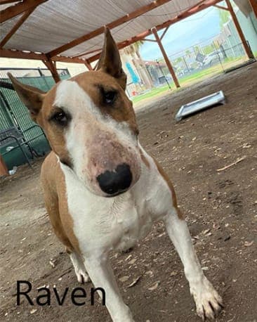 Raven, a Bull Terrier available for adoption