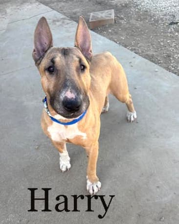 Harry, a Bull Terrier available for adoption