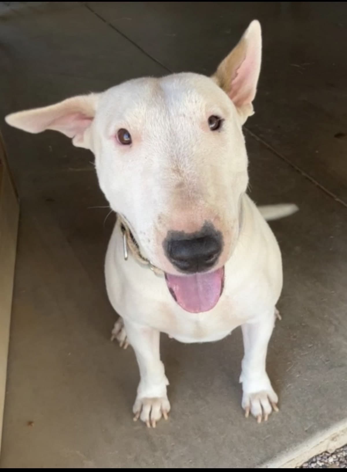 Annie, a Bull Terrier available for adoption
