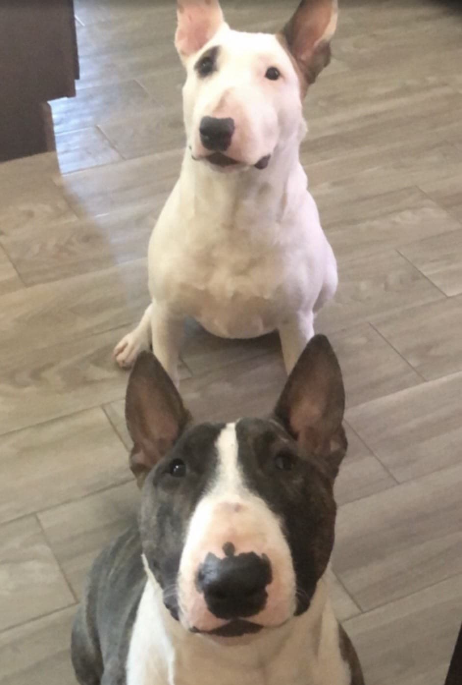 Mars & Mia, a Bull Terrier available for adoption through Winnie's Haven
