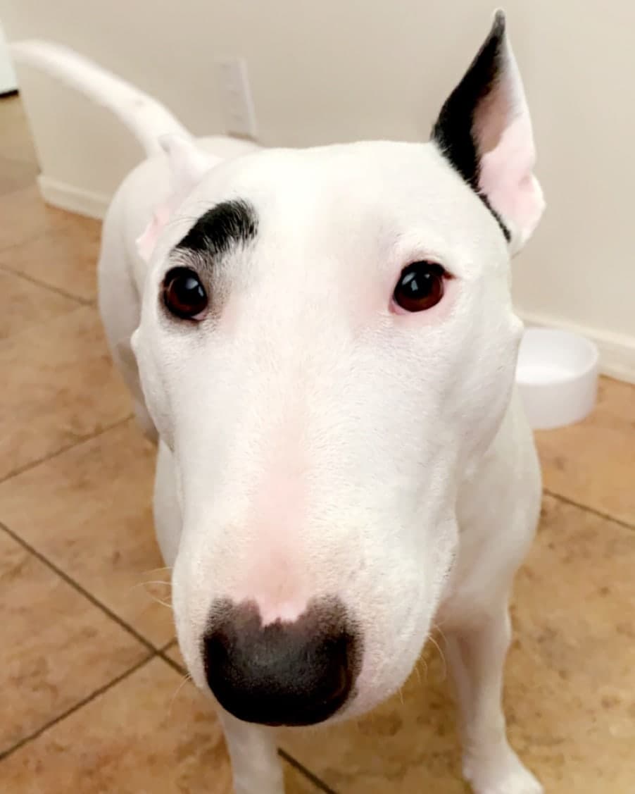 Olivia, a Bull Terrier available for adoption through Winnie's Haven