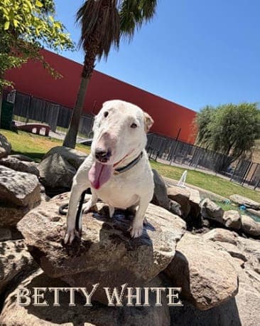 Betty White, a Bull Terrier available for adoption