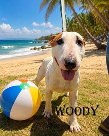 Woody, a Bull Terrier available for adoption through California Paws Rescue