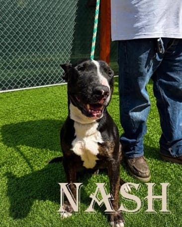 Nash, a Bull Terrier available for adoption