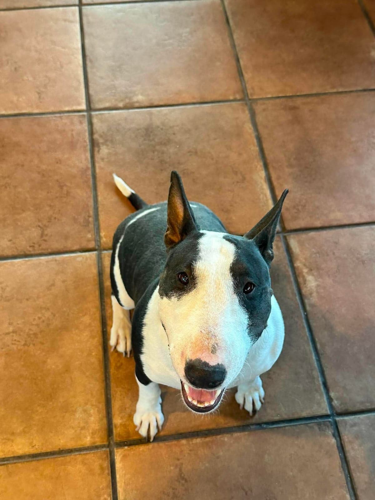 Roxy, a Bull Terrier available for adoption