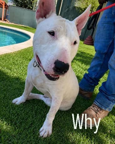 Why, a Bull Terrier available for adoption through California Paws Rescue