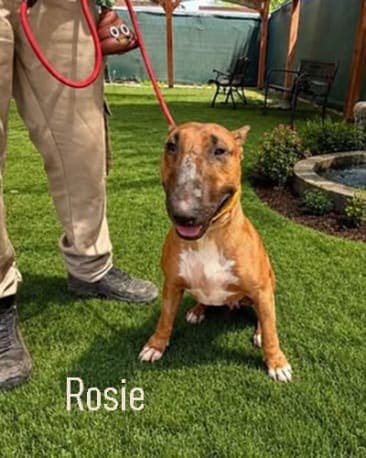 Rosie, a Bull Terrier available for adoption