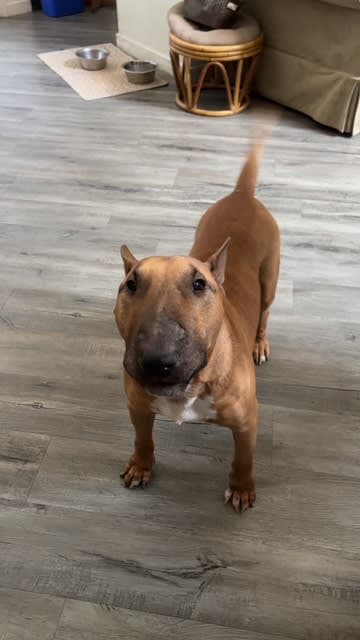 Bogatti (Gatti), a Bull Terrier available for adoption