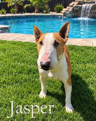 Jasper, a Bull Terrier available for adoption
