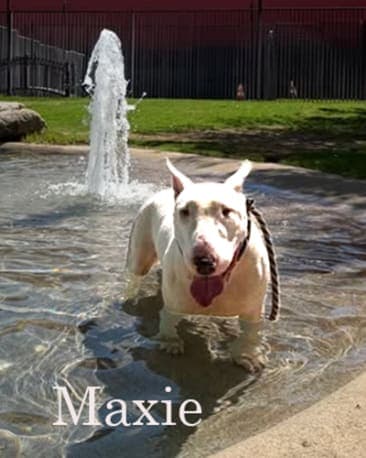 Maxie, a Bull Terrier available for adoption through California Paws Rescue