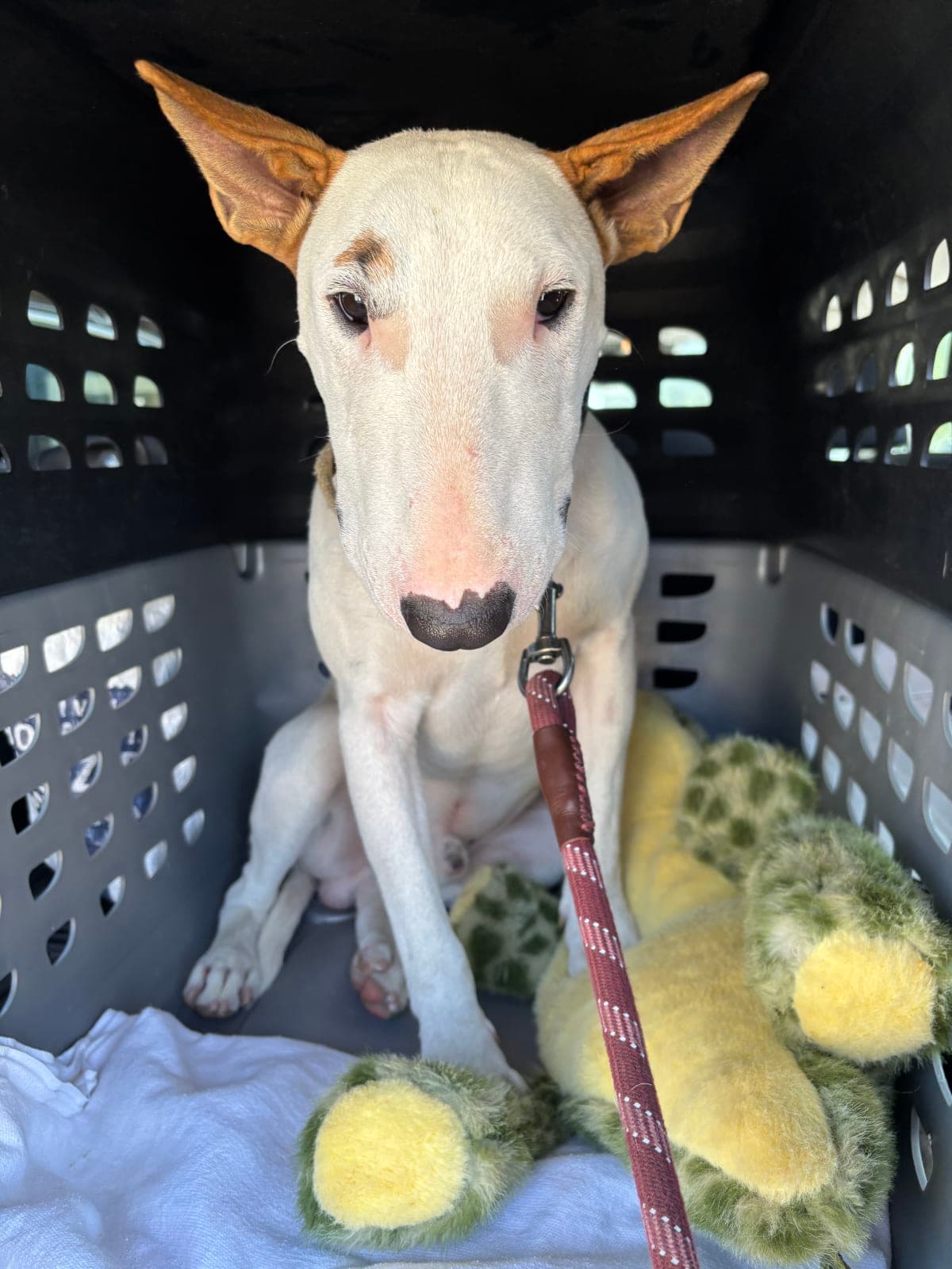 Wiffleton, a Bull Terrier available for adoption through Winnie's Haven