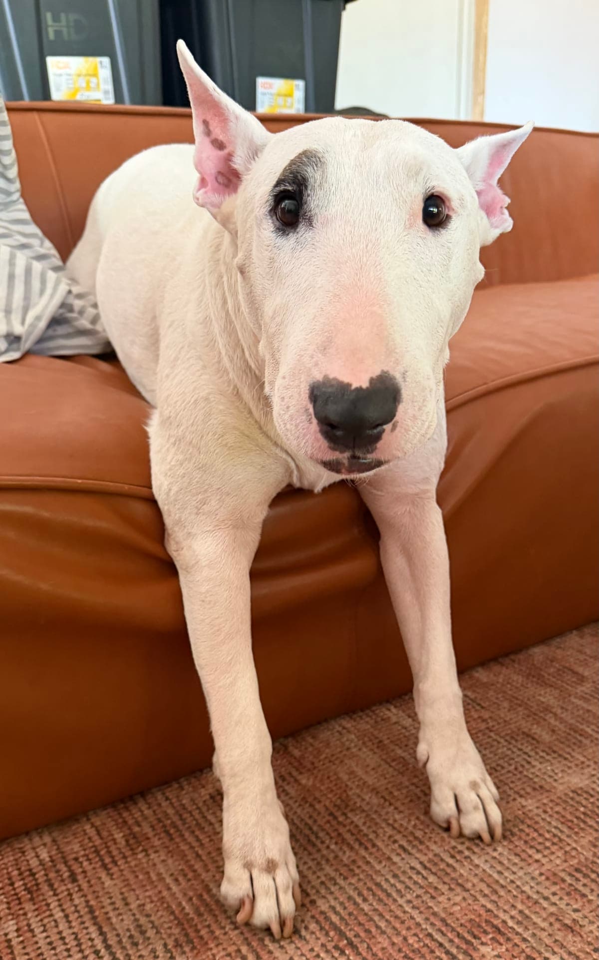 Bruno, a Bull Terrier available for adoption
