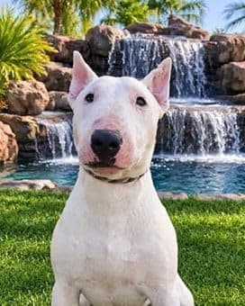 Zach, a Bull Terrier available for adoption through California Paws Rescue